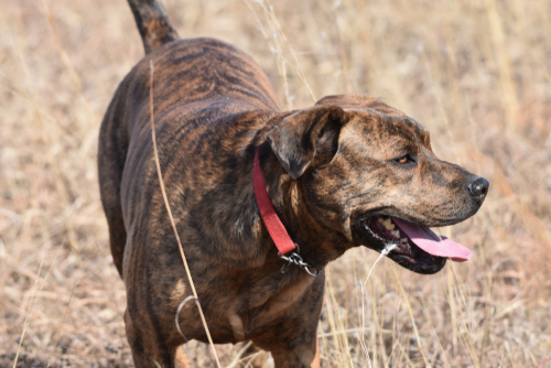 Mountain Cur for bear hunting